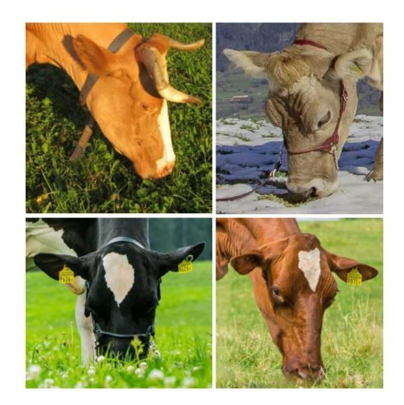 Titelbild Nutzungsdauer - Agripedia
