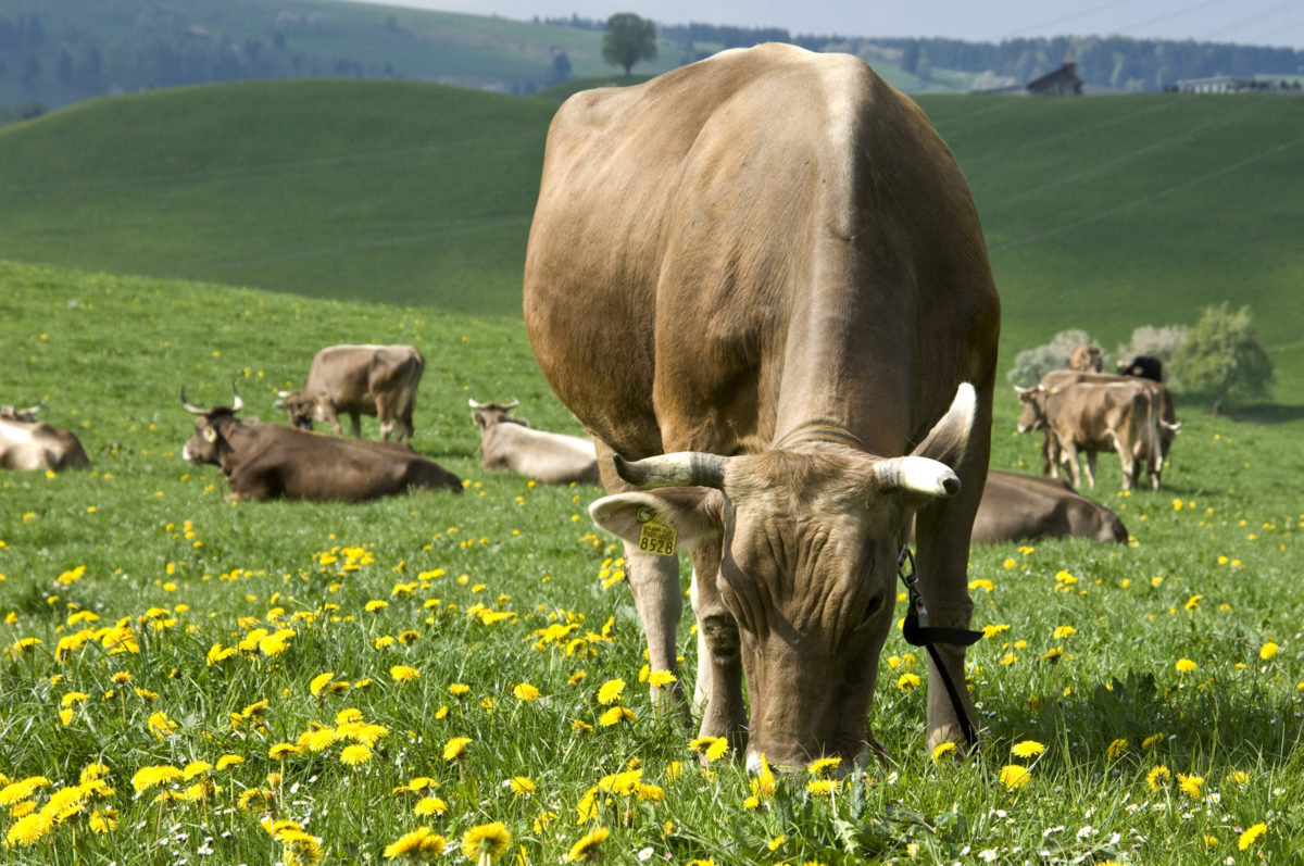 Milchkühe, Brown Suisse. Foto: Agroscope, Gabriela Brändle (CC BY-ND 2.0)