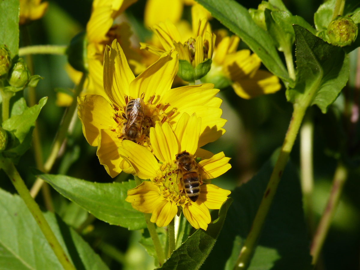 i fiori di guizotia sono molto apprezzati anche dalle api
