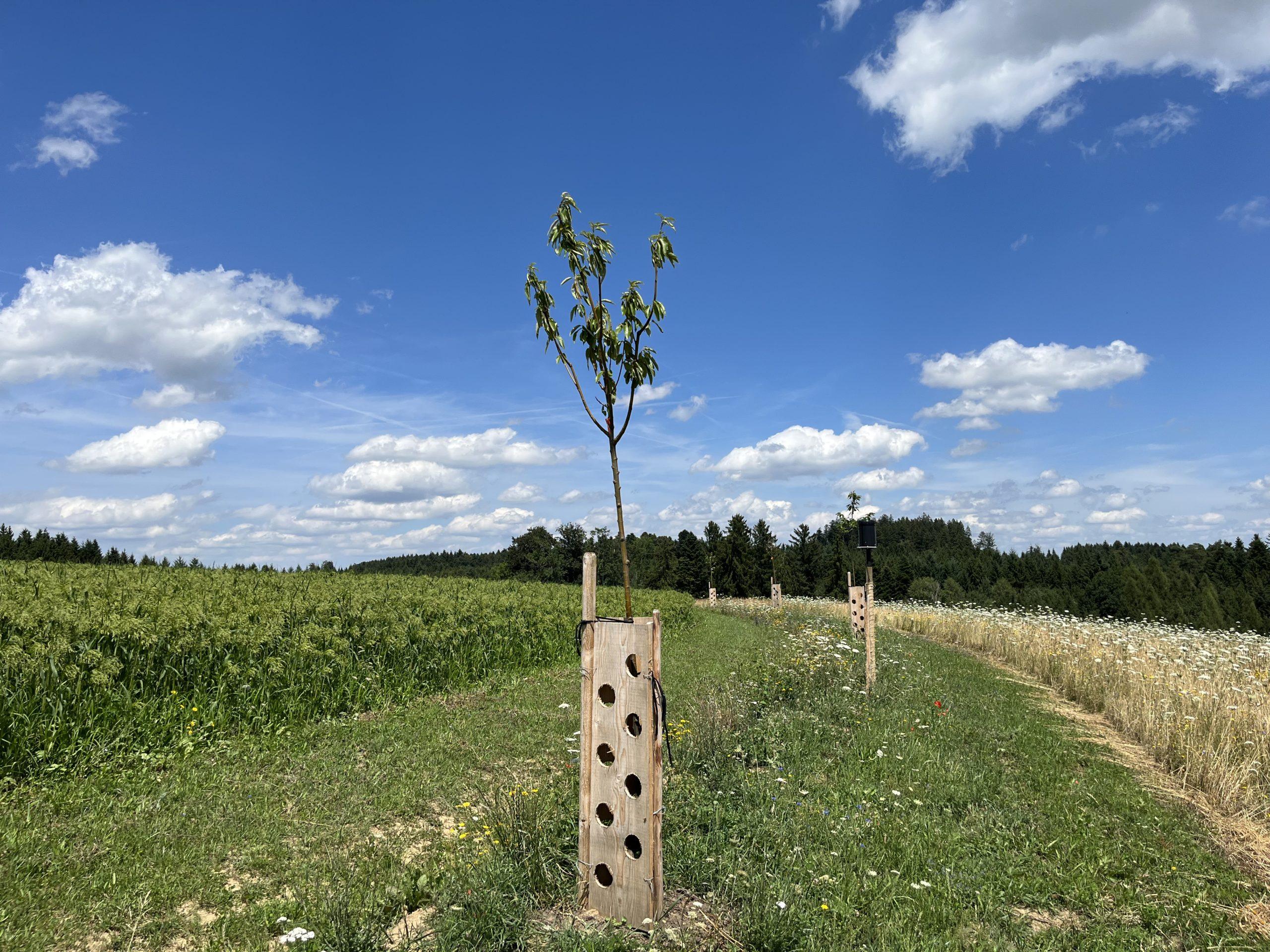 Bewirtschaftungs-technische Massnahmen