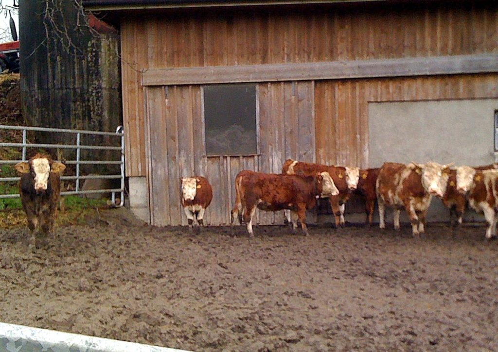 Mangel: Morast auf dem nicht permanenten Laufhof für Rinder