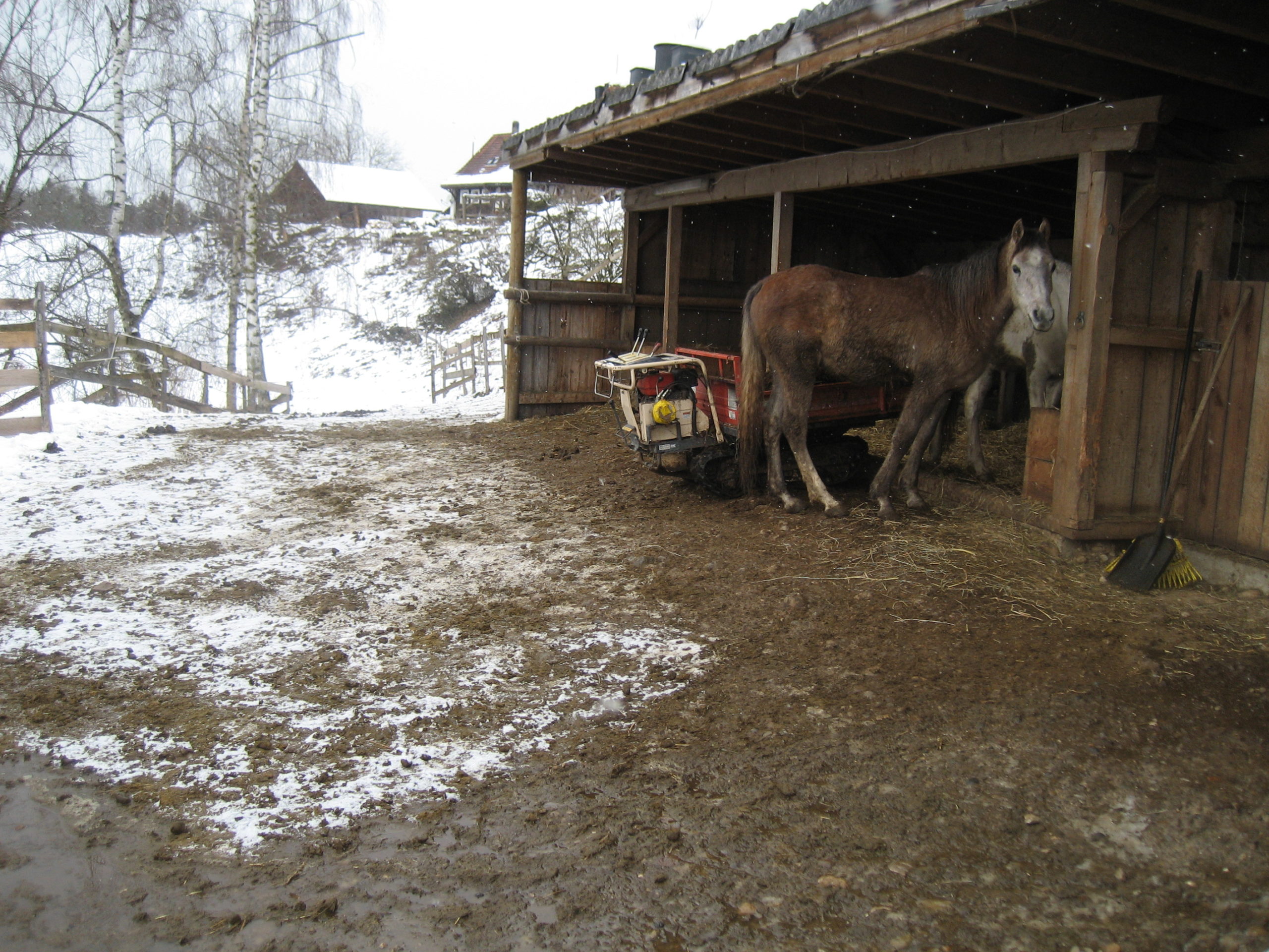 Mangel: Morast auf permanent zugänglichem Laufhof für Pferde