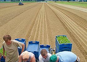 Travail du sol Semis et plantation