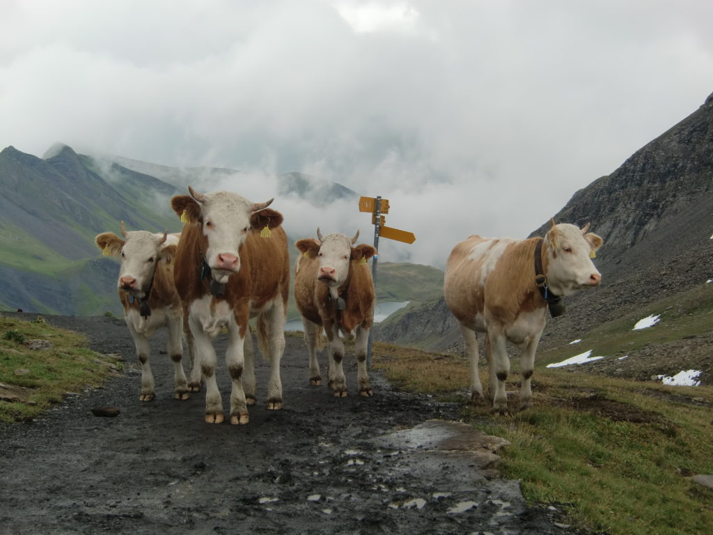 Actualités de l'économie alpestre