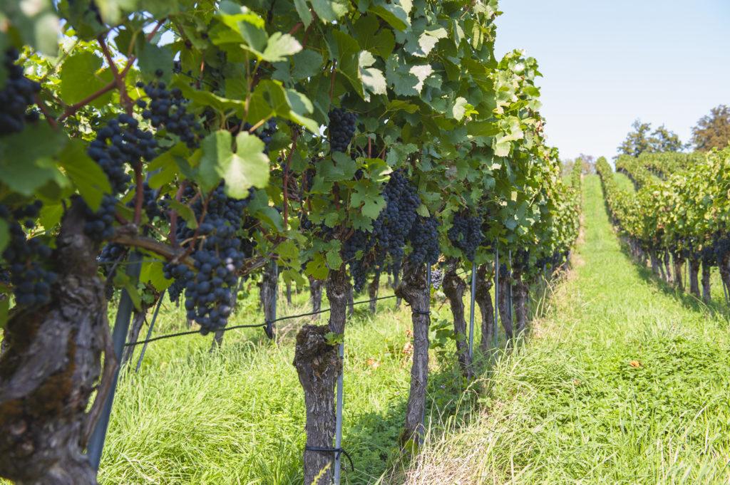 Dérive et ruissellement dans la protection des cultures