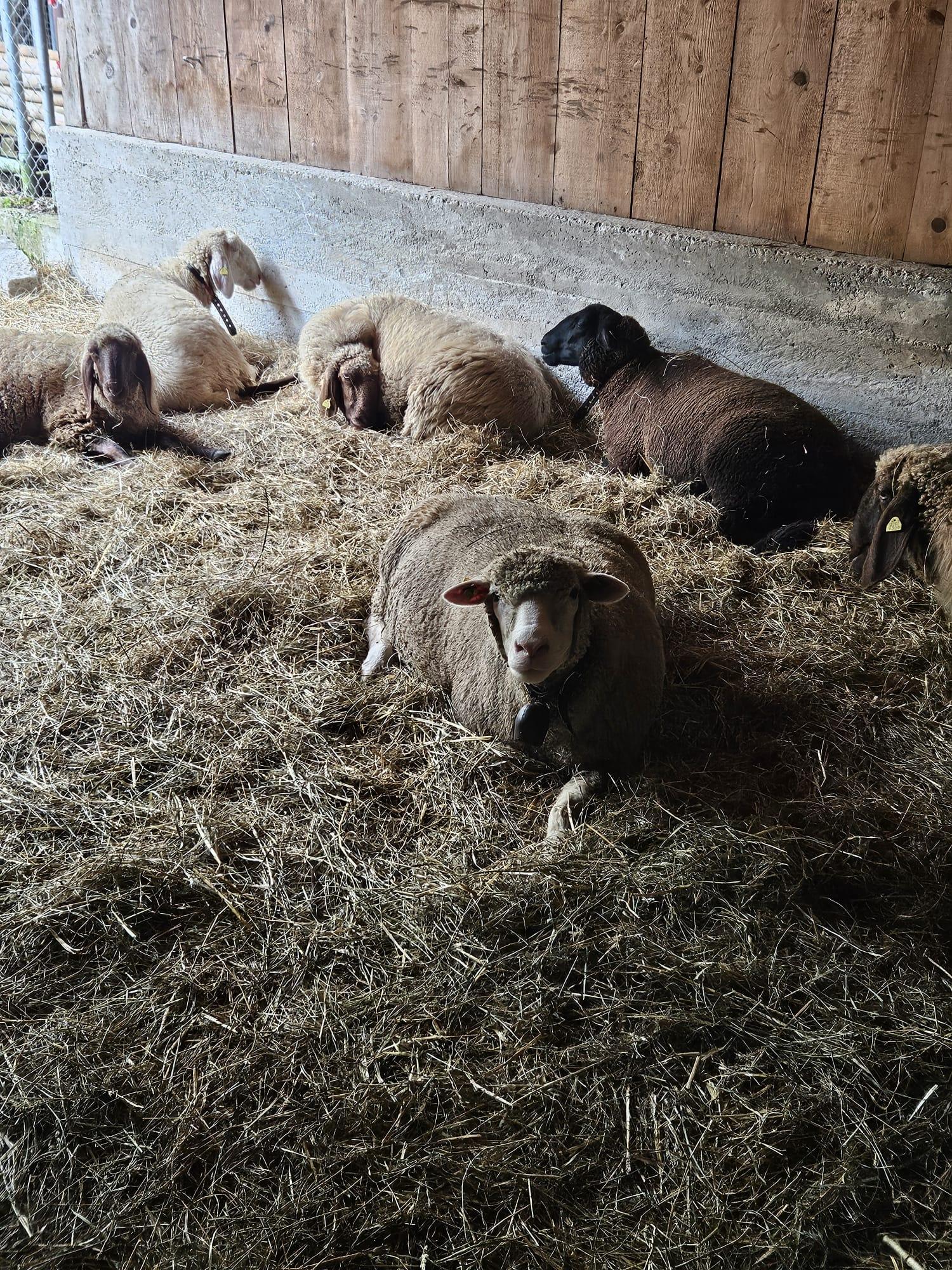 Melanie_Lehmann_Elfenauhof2