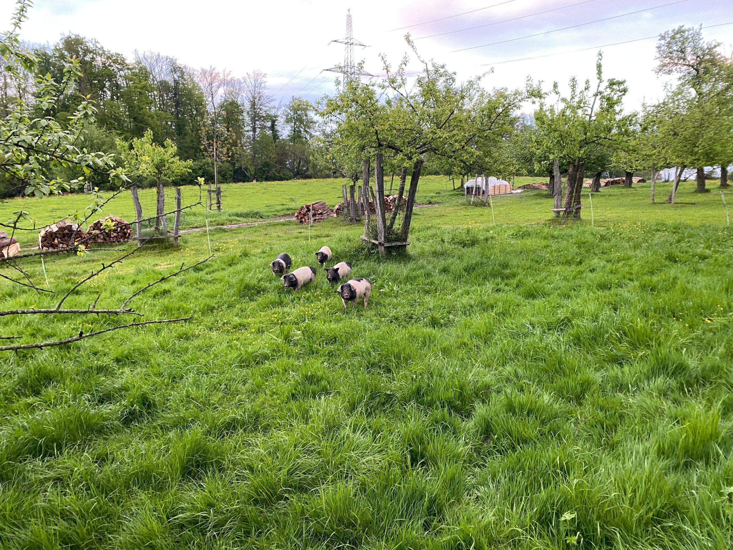 schweine_bruderholzhof