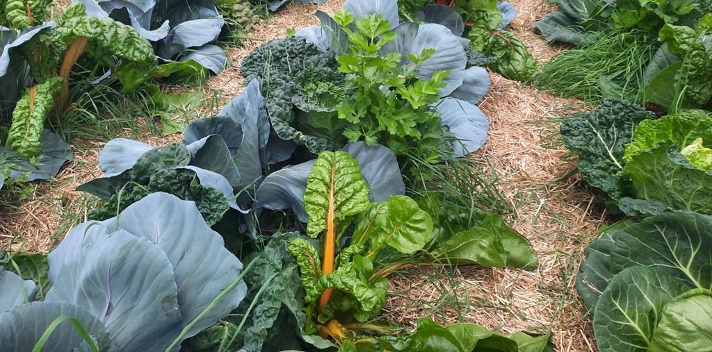 Gemüse vom Erlenhof