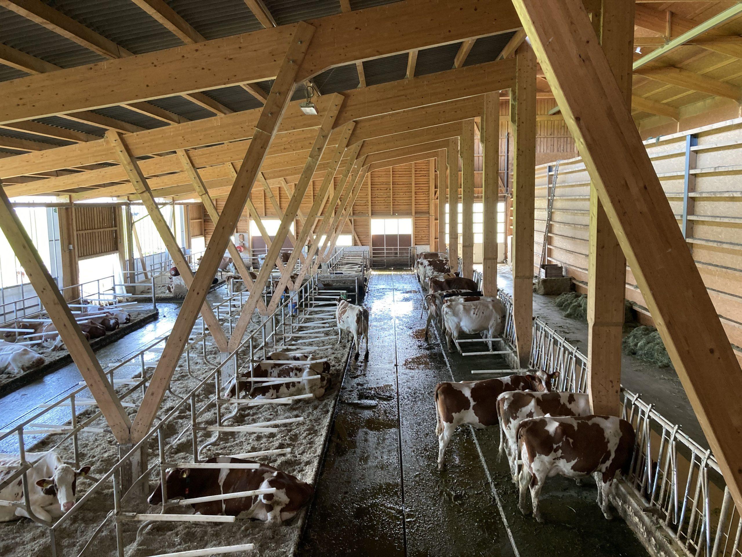 Soziale Aspekte des Melkroboters