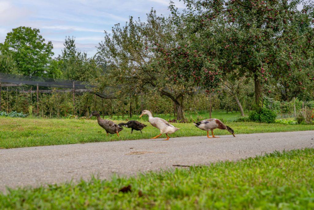 Was bedeutet Permakultur in der Landwirtschaft?