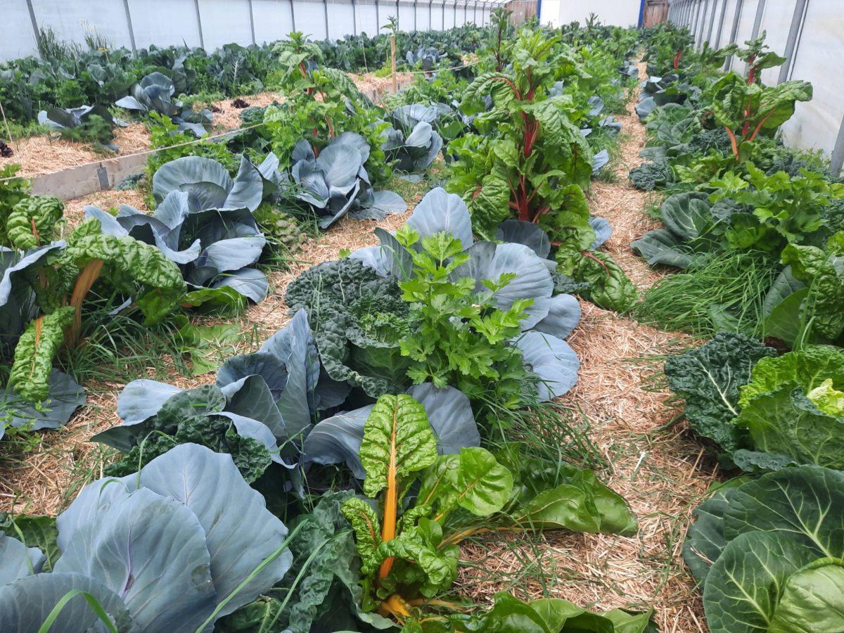 Gemüsemischkultur und Mulch