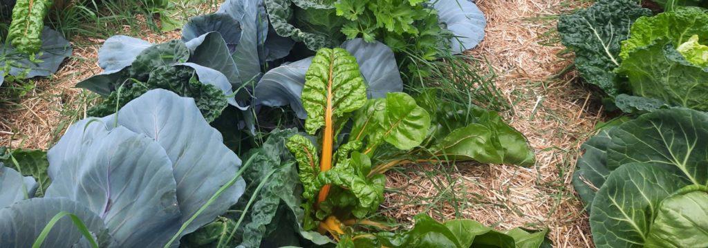 Leitfaden Permakultur-Landwirtschaft