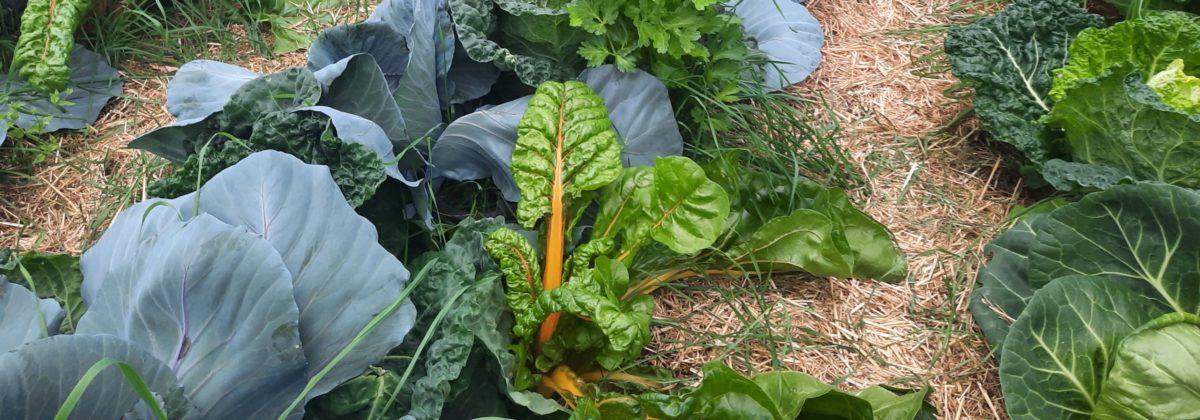 Gemüsemischkultur und Mulch